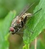 Helina evecta